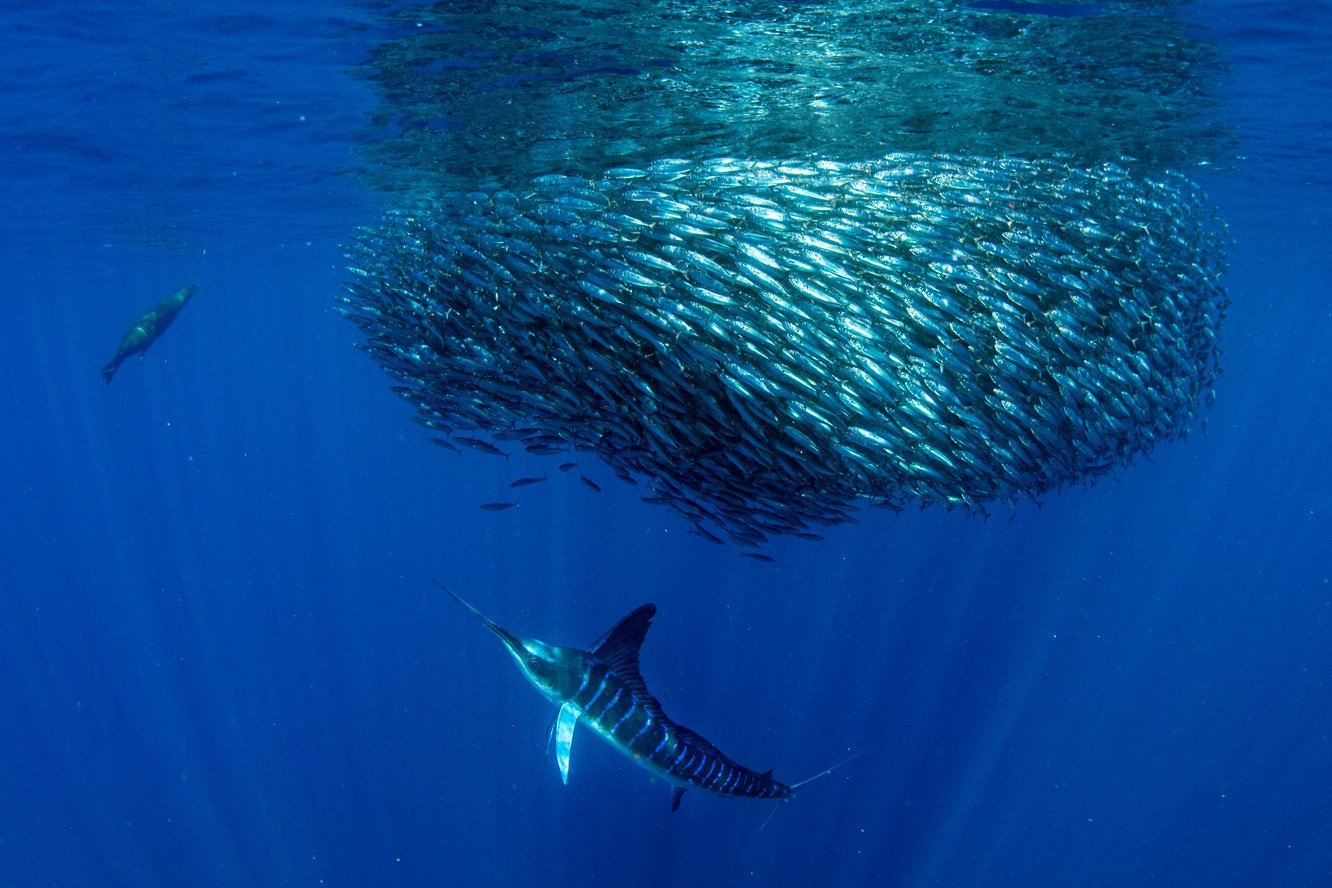 Striped marlin and sea lion hunting in sardine bait ball in pacific ocean