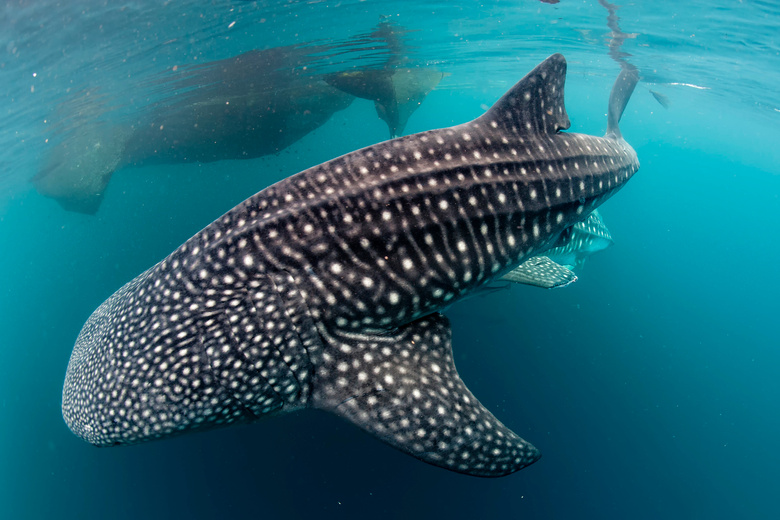 Whale Shark very near looking at you underwater in Papua