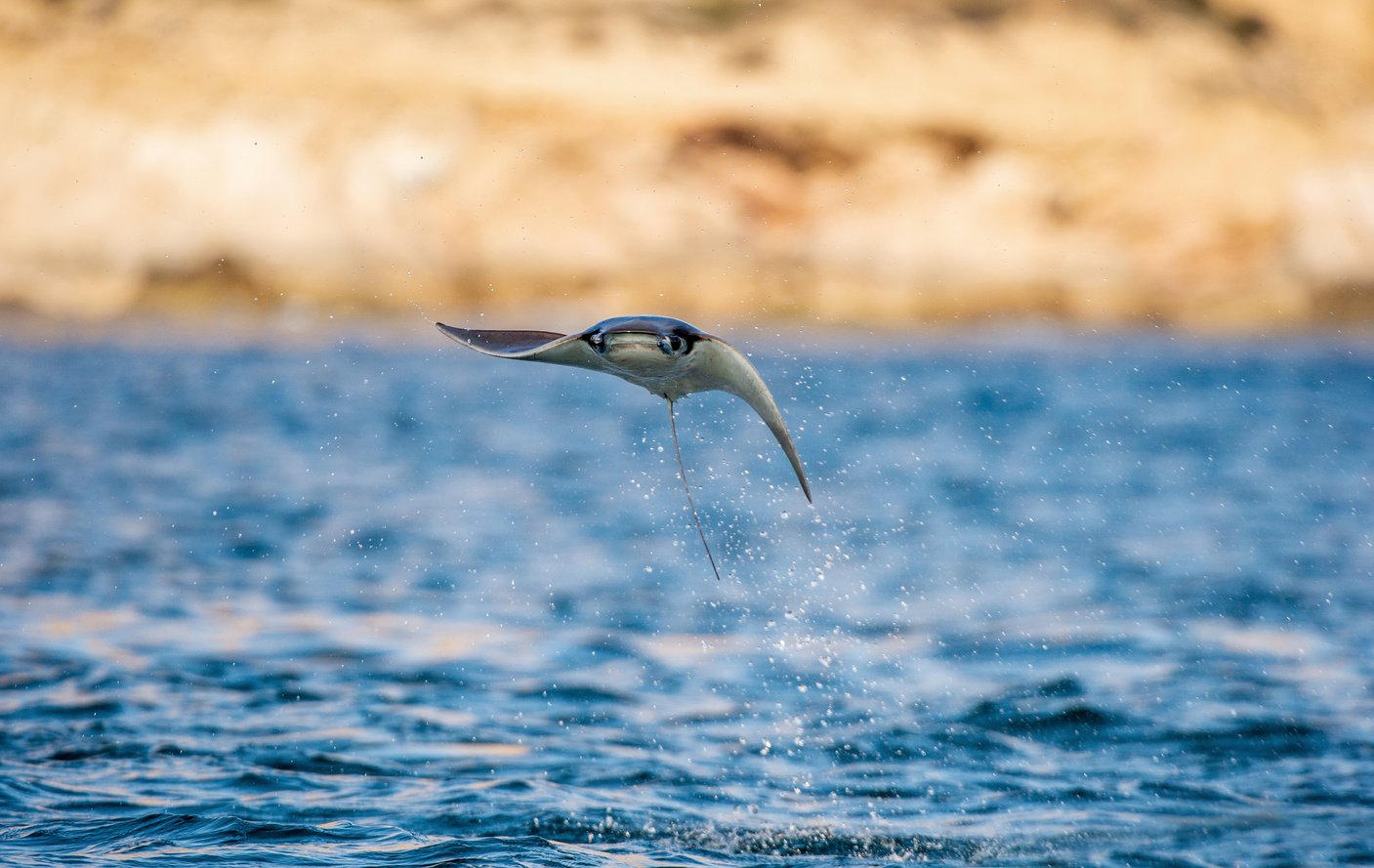 Mobula ray jumping out of the water.