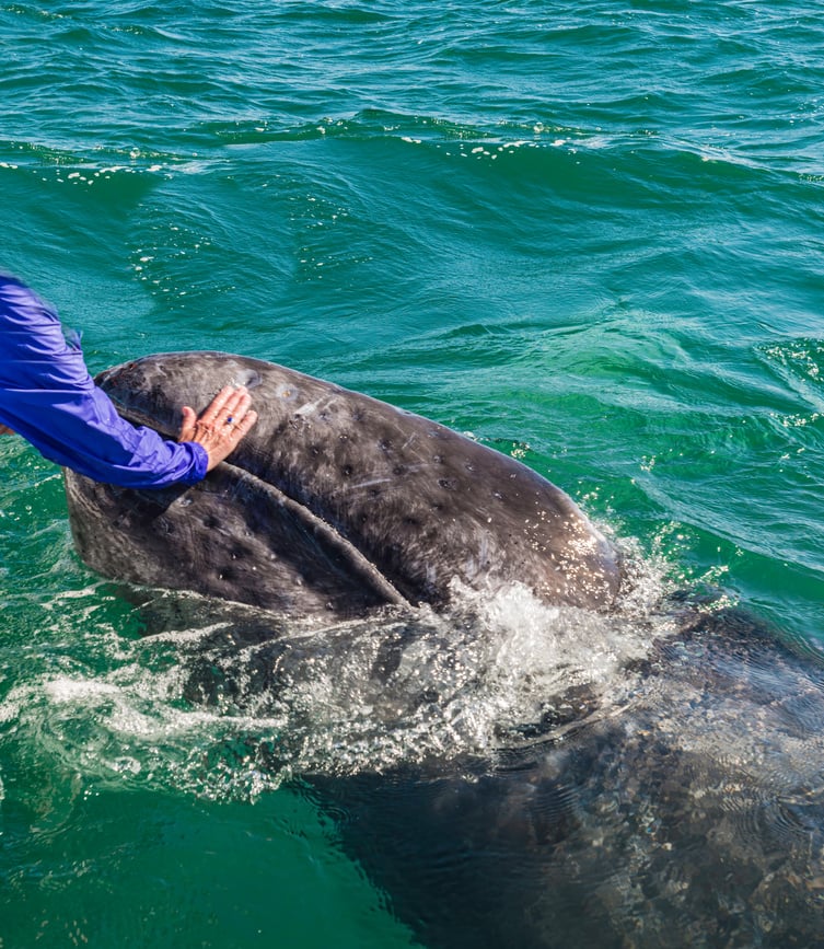 Gray Whale and Whale Watching Tourists at San Ignacio Lagoon, Baja California, Mexico, a friendly whale encounter.