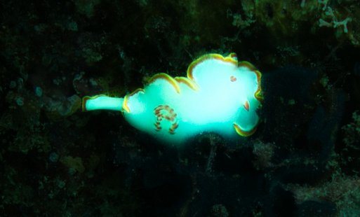 Glossodoris sedna Sea of Cortez