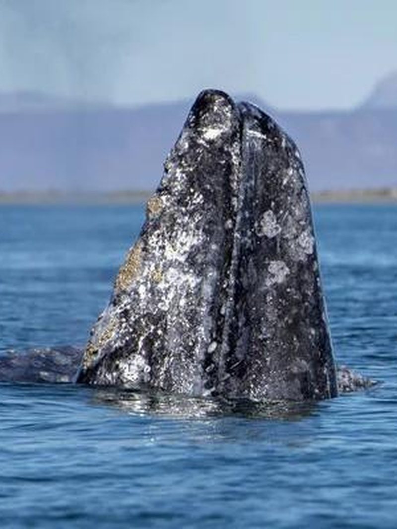 Grey whale spy hopping Magdalena Bay Baja California Mexico