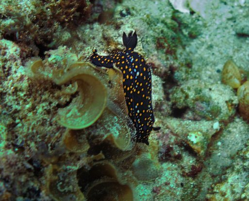 Hypselodoris ghiselini La Paz
