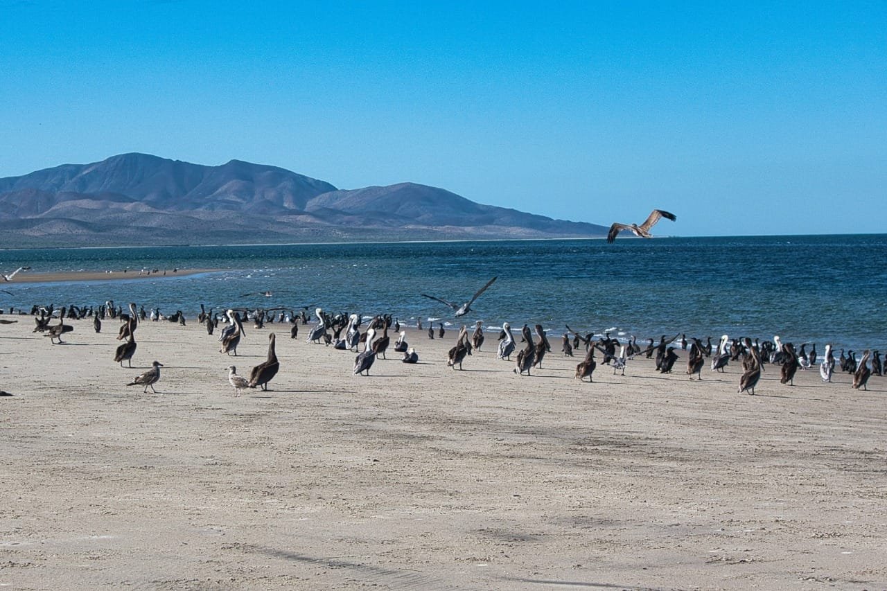 Pelicans on the beach at Magdalena Bay, Baja California Sur, Mexico