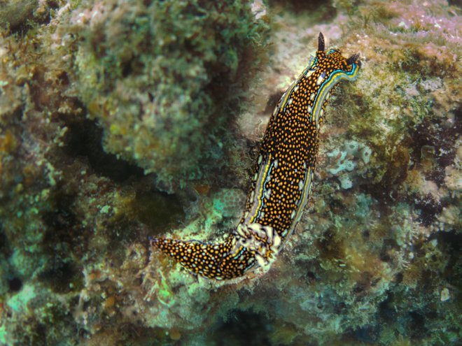 Mexichromis agassizii La Paz