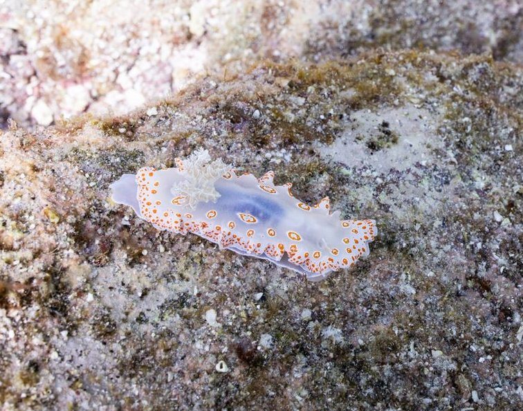 Nudibranch spotted by a client