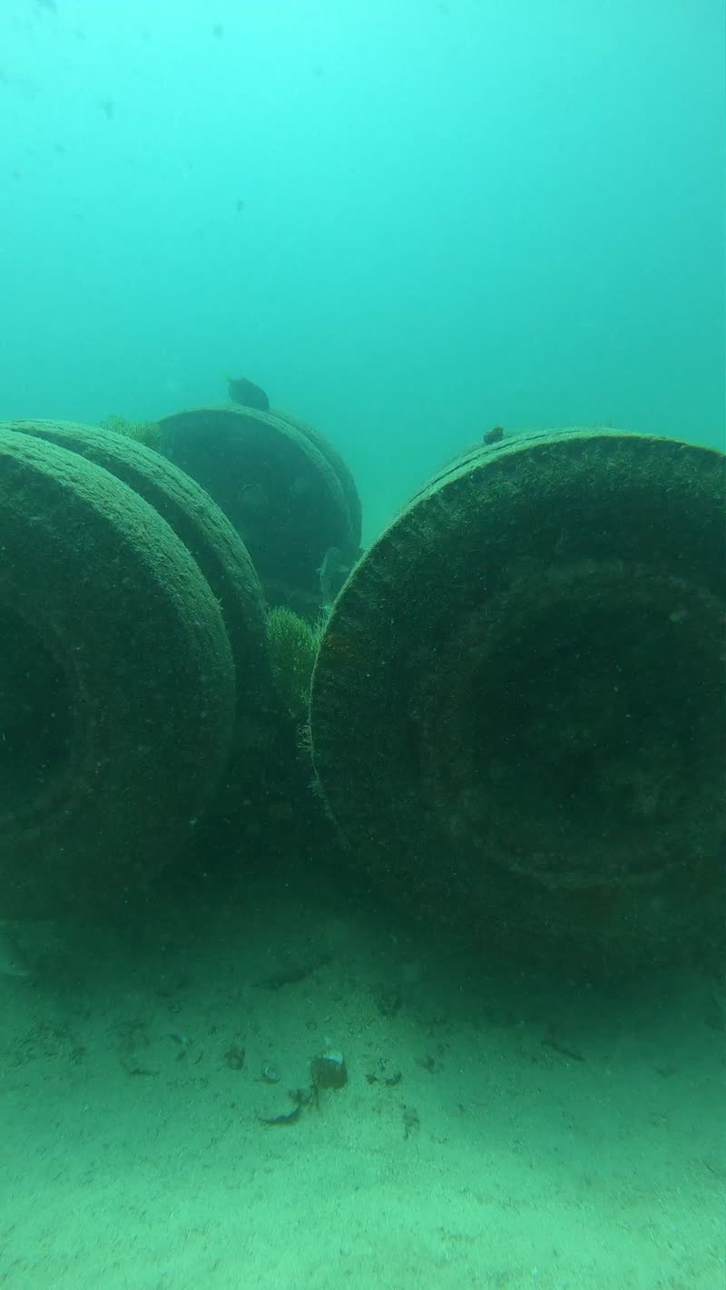 Salvatierra wreck fish La Paz Mexico