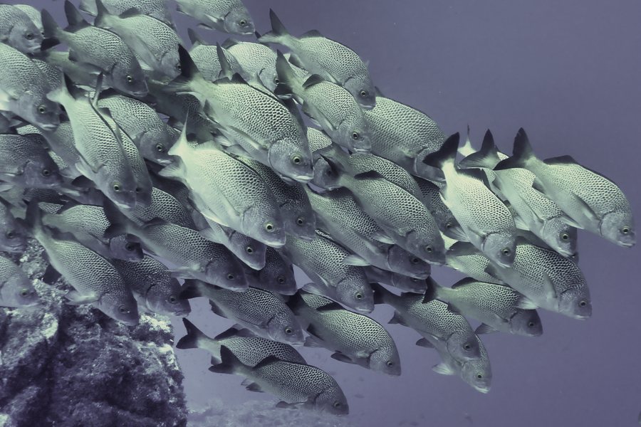 School of fish Swanee Reef La Paz