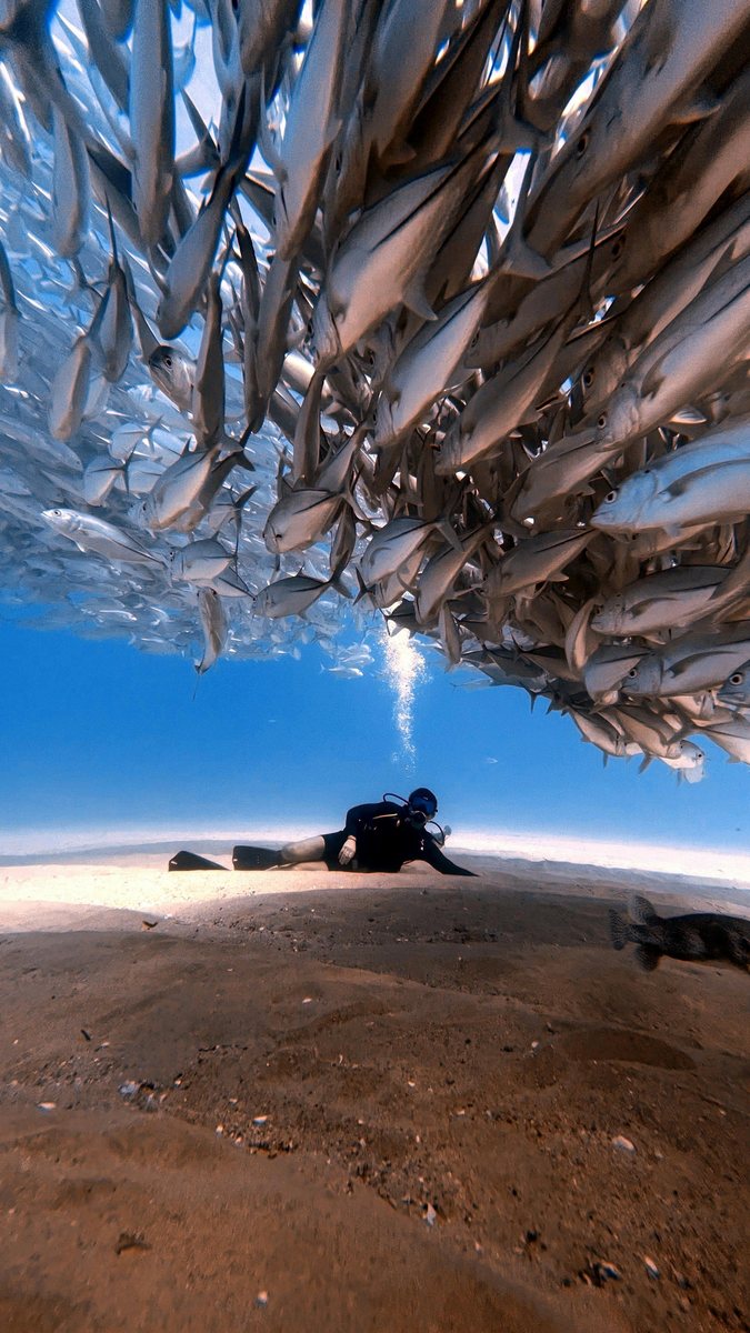 Scuba diver under school of bigeye jack Cabo Pulmo National Park Mexico