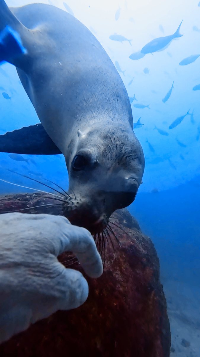 Sea lion biting diver glove Los Islotes La Paz Mexico