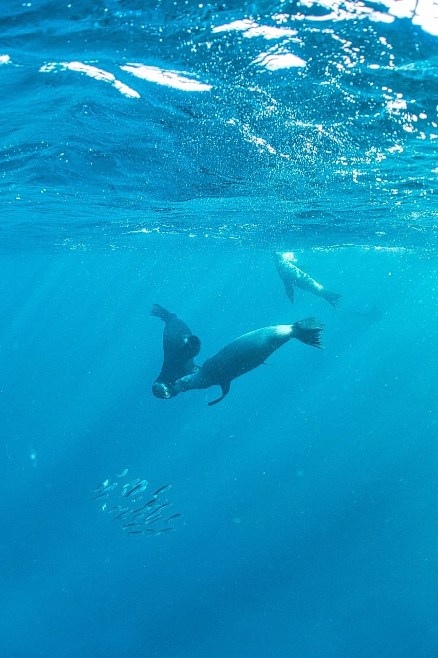 Sea lion diving over a small school of fish during the Sardine Run