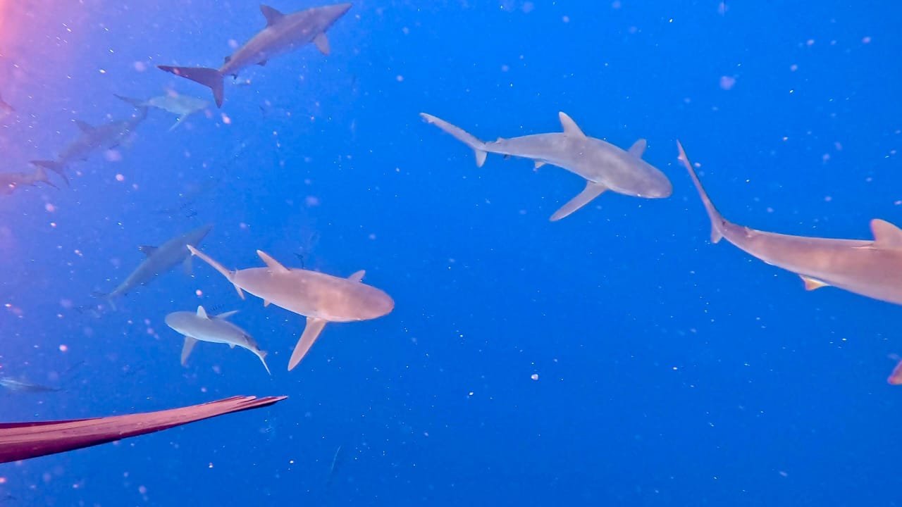 School of silky sharks patrolling below the surface, Magdalena Bay