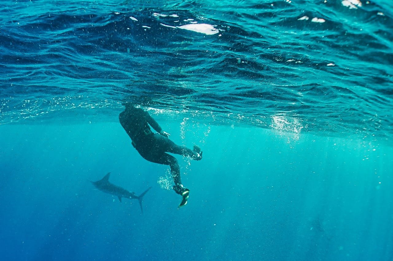 Snorkeler duck-diving next to a striped marlin, Magdalena Bay