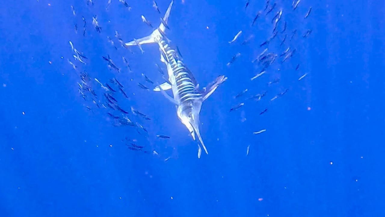 Striped marlin diving into a sardine bait ball, Magdalena Bay, Mexico