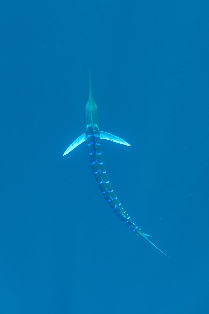 Striped marlin seen from above, fins fully spread, Magdalena Bay