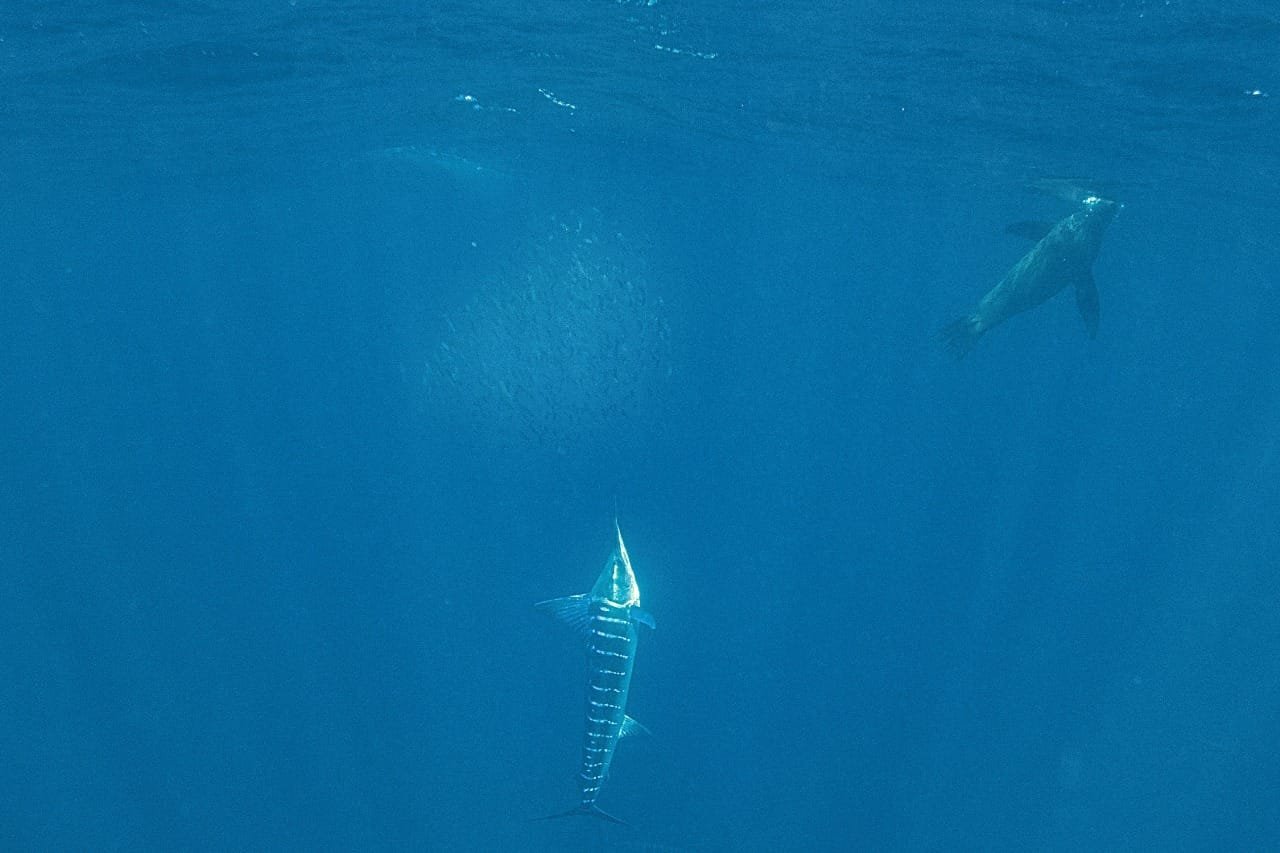 Striped marlin and sea lion around a sardine bait ball, Magdalena Bay