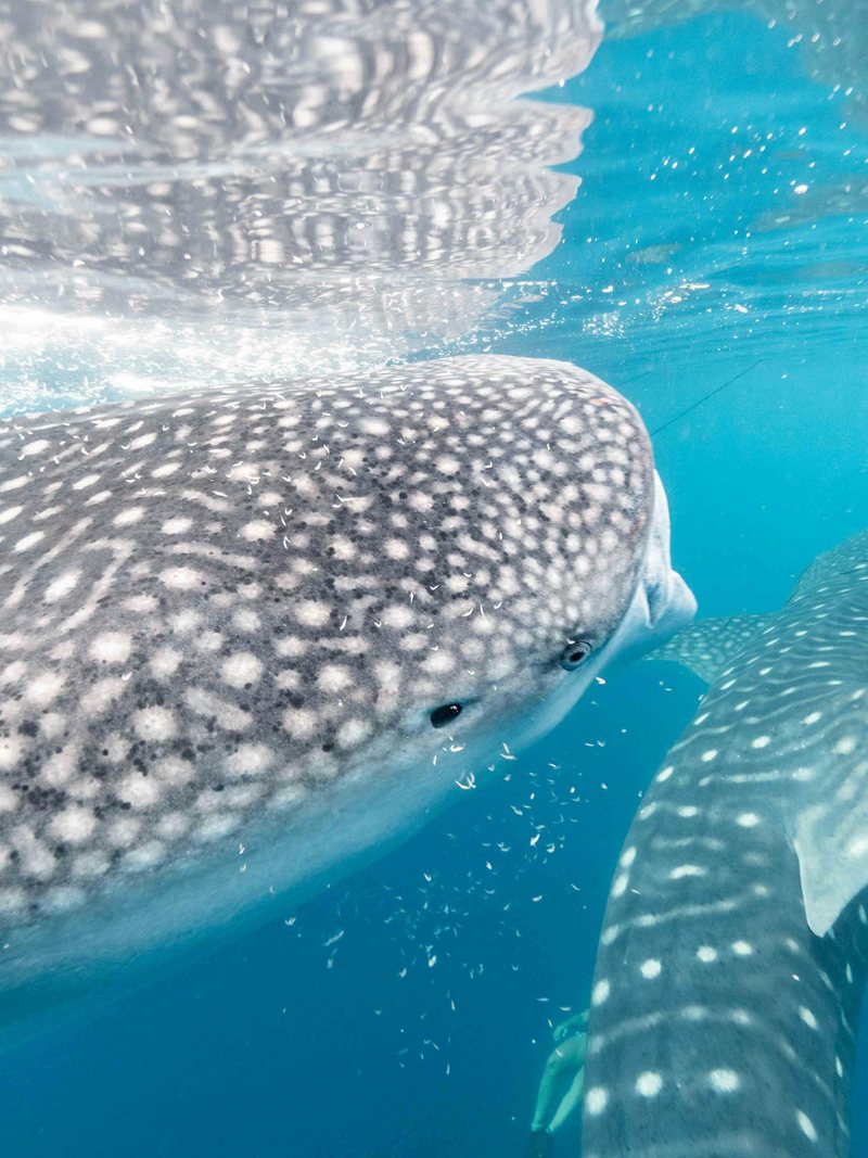 Whale shark snorkeling La Paz Bay Baja California Mexico